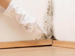 Why You Should Choose Our Mold Remediation Services in Rosemont, PA